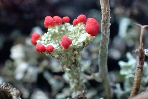 Cladonia-coccifera-Neant-28022021-JET